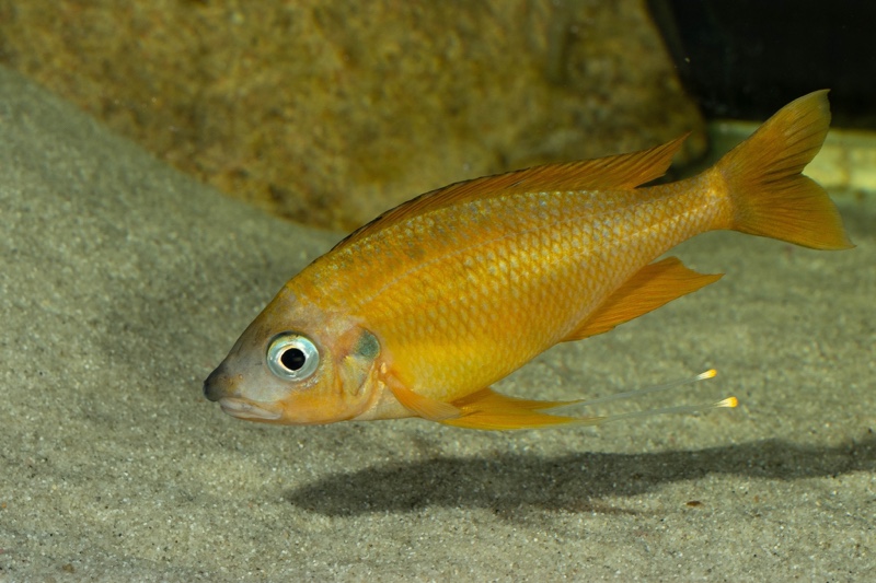 Ophthalmotilapia nasuta 'Kipili'
